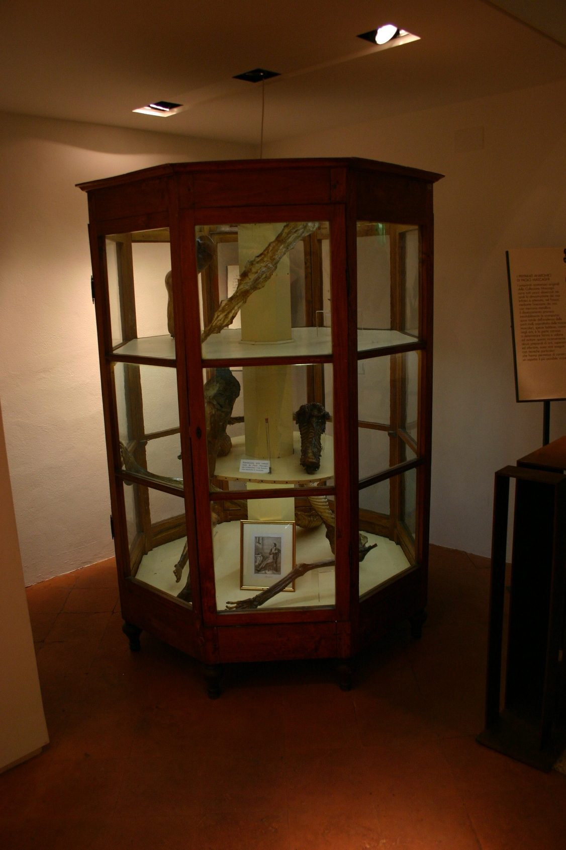 Sala 'Paolo Mascagni', Accademia dei Fisiocritici, Siena, Italy - 07.JPG